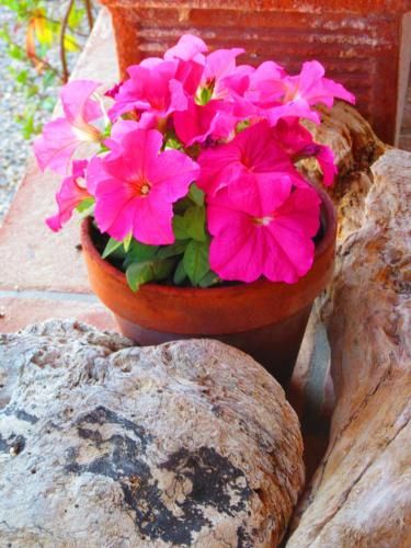 Outdoor Pictures 19