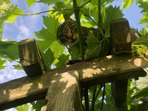 Outdoor Pictures 12