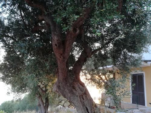 Outdoor Pictures 11