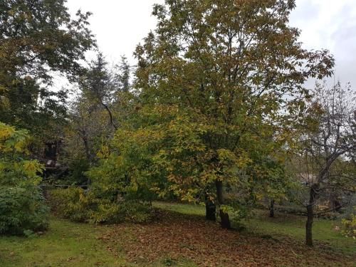Outdoor Pictures 24