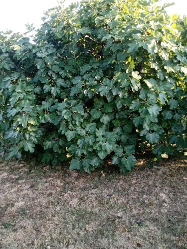 Outdoor Pictures 11