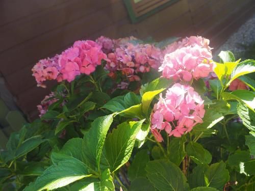 Outdoor Pictures 9