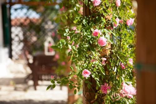 Outdoor Pictures 16