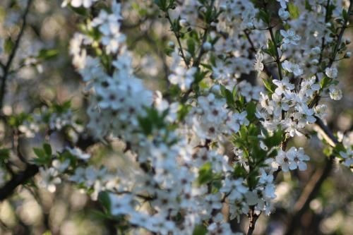 Outdoor Pictures 8
