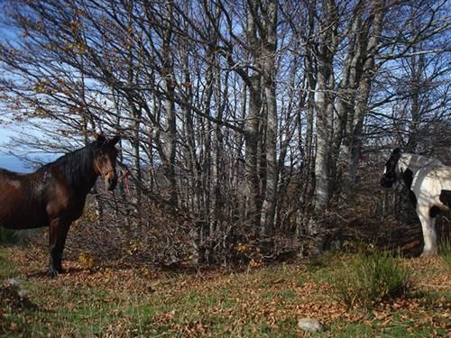 Outdoor Pictures 19