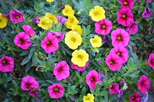 Outdoor Pictures 12