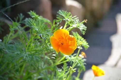 Outdoor Pictures 14