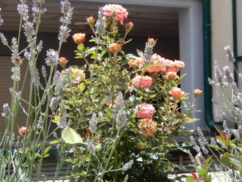 Outdoor Pictures 23