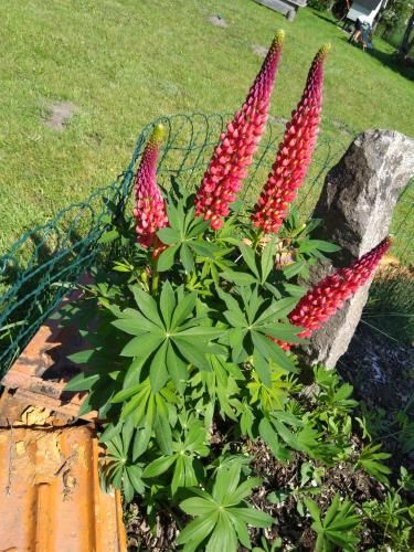 Outdoor Pictures 24