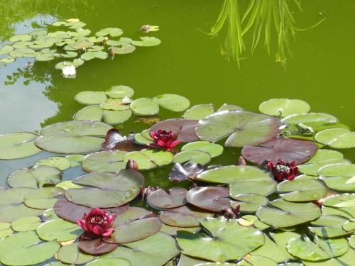 Outdoor Pictures 20