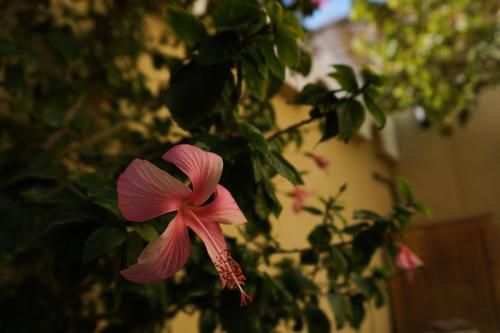 Outdoor Pictures 17