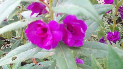 Outdoor Pictures 24
