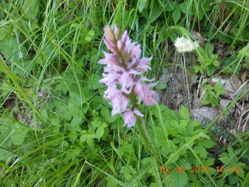 Outdoor Pictures 16