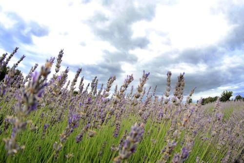 Outdoor Pictures 12