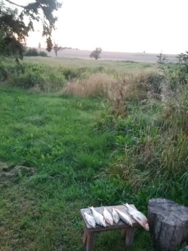 Outdoor Pictures 8