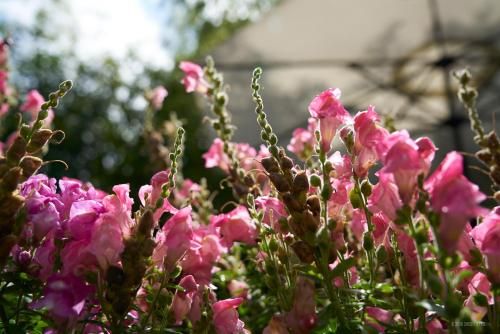 Outdoor Pictures 14