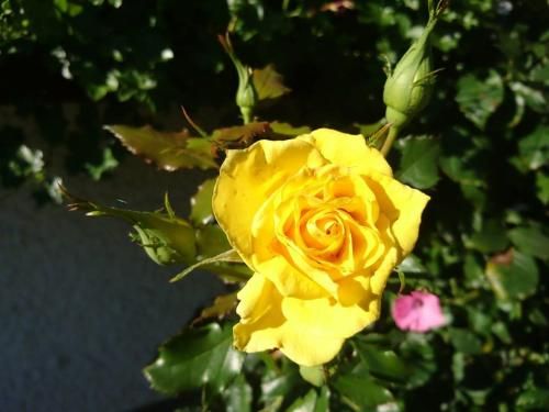 Outdoor Pictures 7
