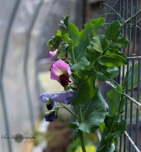 Outdoor Pictures 5