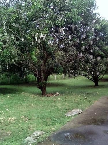 Outdoor Pictures 21