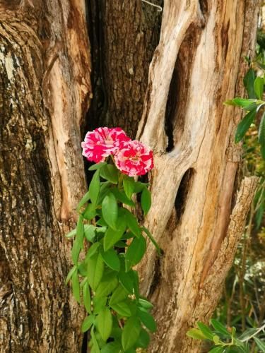 Outdoor Pictures 16