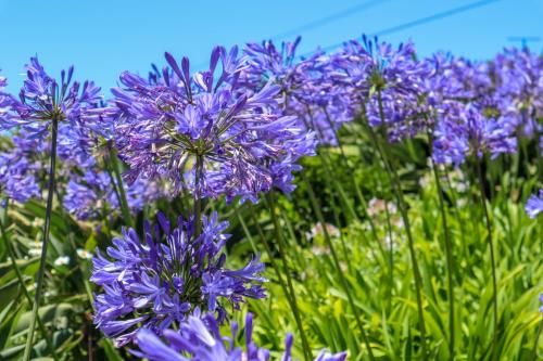 Outdoor Pictures 19
