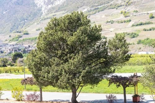 Outdoor Pictures 21