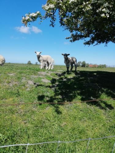 Mien Leevsten
