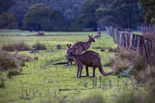Grampians Villas