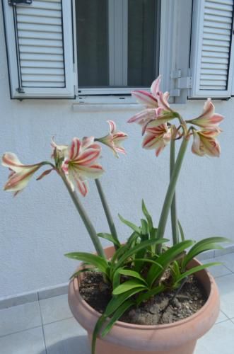 Outdoor Pictures 15
