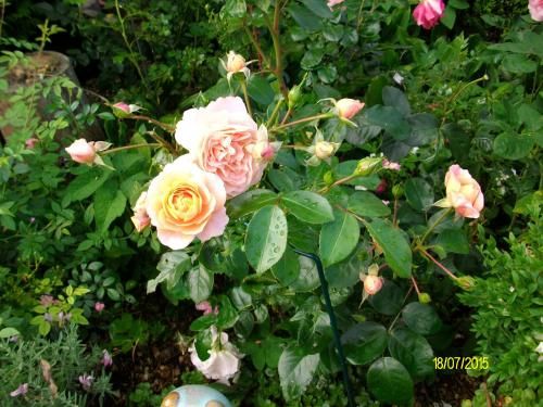 Outdoor Pictures 15