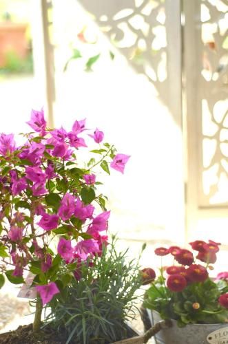 Outdoor Pictures 8
