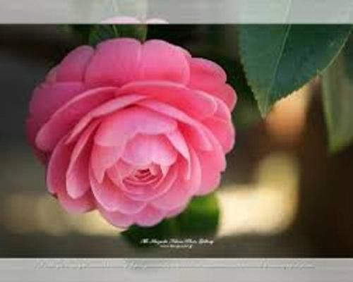 Outdoor Pictures 5