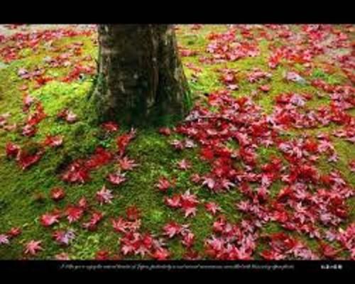 Outdoor Pictures 6