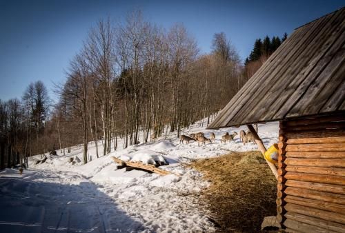 Outdoor Pictures 16