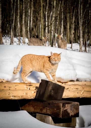 Outdoor Pictures 5