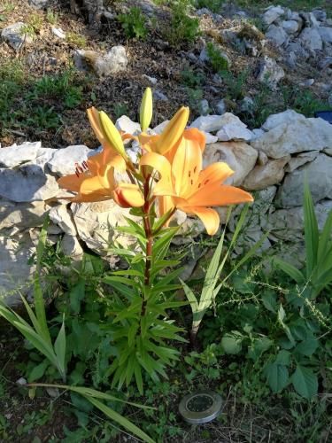 Outdoor Pictures 1