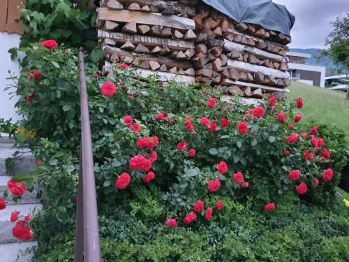 Outdoor Pictures 21