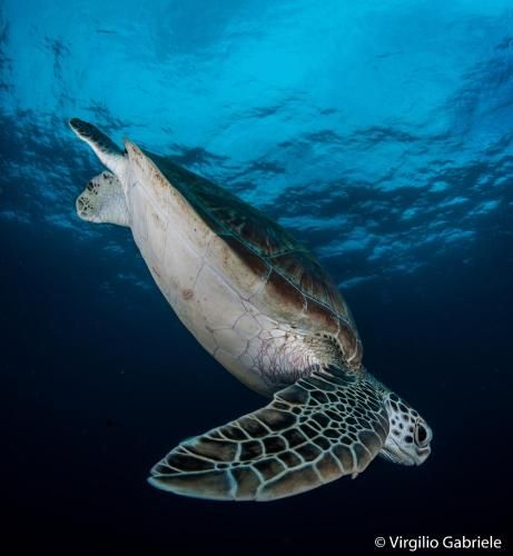 Manta Retreat at Daravandhoo
