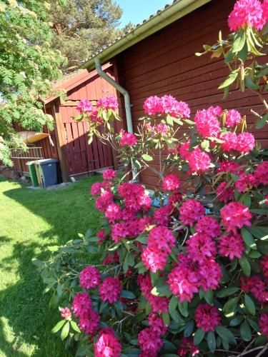 Outdoor Pictures 7