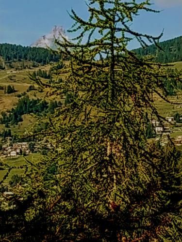Outdoor Pictures 12