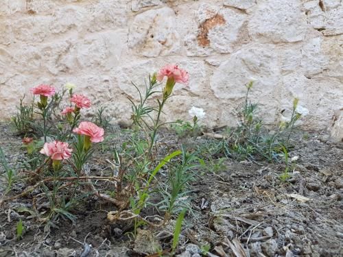 Outdoor Pictures 21