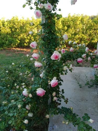 Outdoor Pictures 7