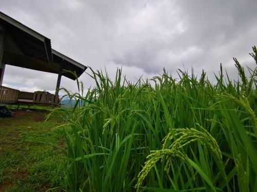 Outdoor Pictures 4