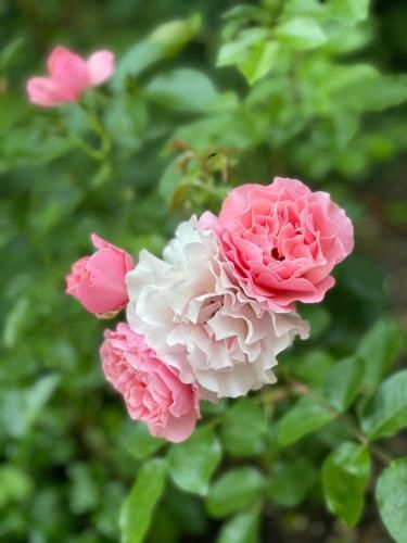 Outdoor Pictures 20