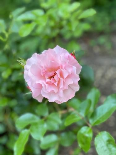 Outdoor Pictures 21