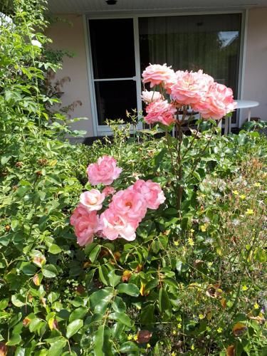 Outdoor Pictures 15