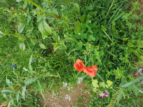 Outdoor Pictures 9