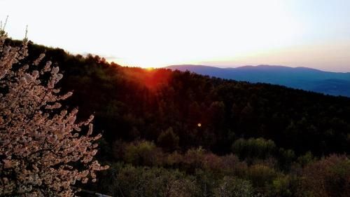 Outdoor Pictures 17