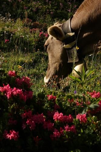 Outdoor Pictures 21