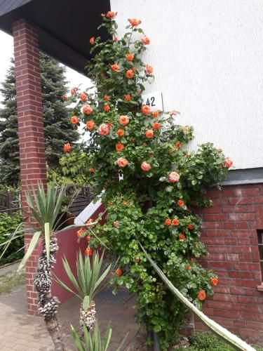 Outdoor Pictures 11